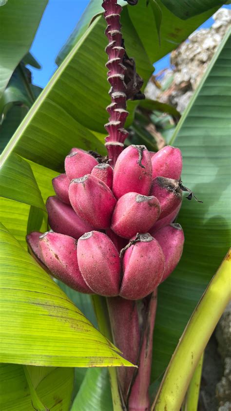 🥹🍌🐸💕 Pink Seeded Bananas Available At 🌈 Frog Not