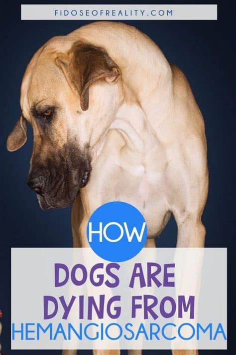 What Is Dog Hemangiosarcoma