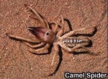 Feral cats often live in vacant lots, dodge cars, and eat from trash cans; Camel Spiders