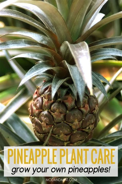 Pineapple Plant Care How To Grow Your Own Pineapple Houseplant