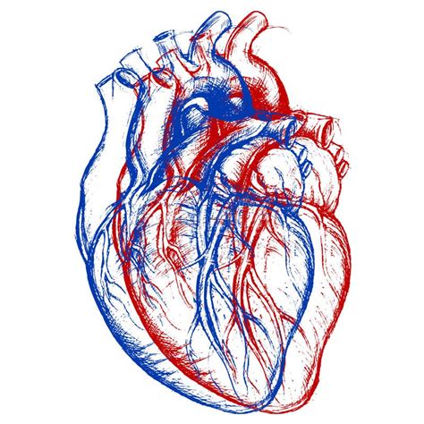 Coração Humano 3d Ilustração Do Vetor Ilustração De Três 43760249