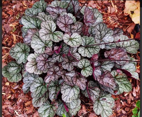 Heuchera ‘glitter Heuchera Plants Succulents