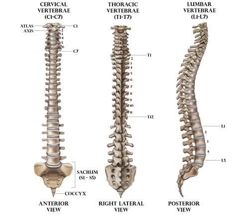Lumbar Spine Diagram Human