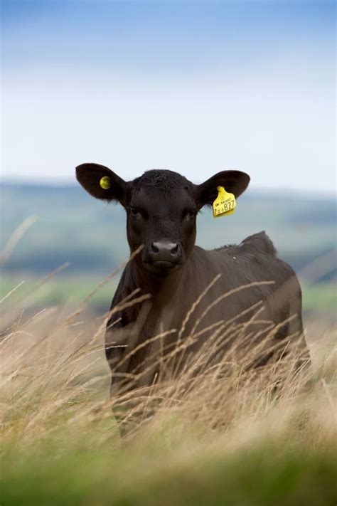 10 fun facts about dairy cows artofit