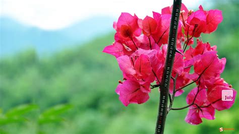 Please like or reblog if you use them. Flower Wallpaper for Desktop ·① WallpaperTag