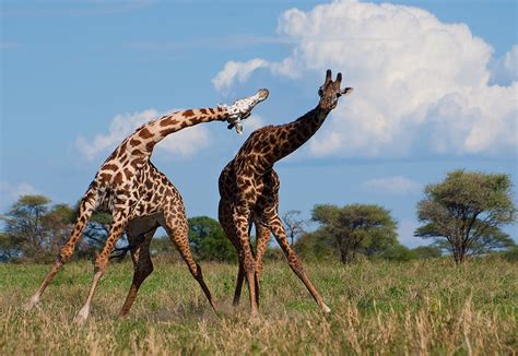Giraffe Fight Giraffes Fighting In Tarangire Plastic Tiger Flickr