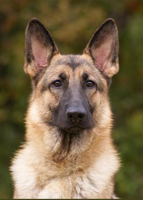 Sable German Shepherd Dog Greeting Card For Sale By Sandy Keeton
