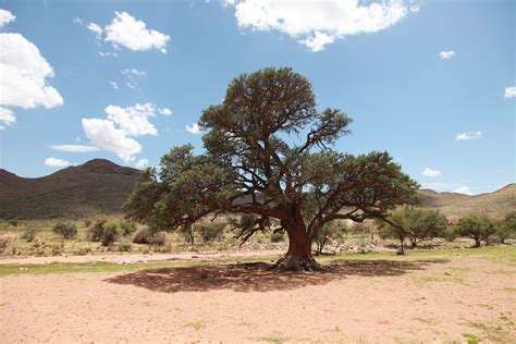 Free Images Landscape Tree Outdoor Hill Valley Dry Bush Ranch