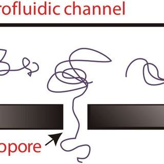 Schematic Diagram Of The Single Nanopore Integrated The Microfluidic