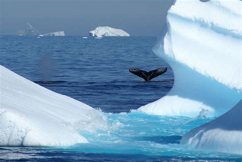 Humpback Whale Antarctica Antarctica Humpback Whale Whale