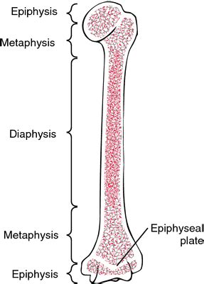 Long bones, especially the femur and tibia, are subjected to most of the load during daily activities and they are crucial for skeletal mobility. Stippled epiphyses | definition of stippled epiphyses by ...
