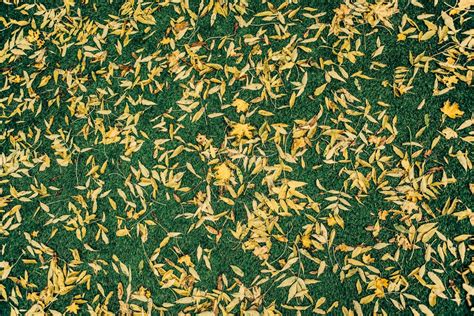 Free Images Tree Branch Lawn Texture Leaf Flower Pattern Green
