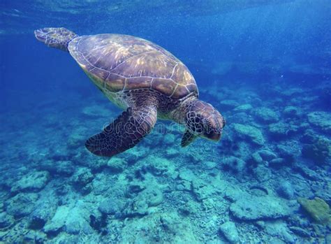 Sea Turtle In Blue Water Sea Turtle Diving Picture Summer Holiday In