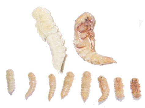 Super Guide On Keeping And Harvesting Mealworms