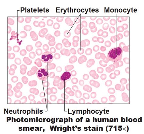 Blood Components Hemoglobin Typerh Factor Agglutination