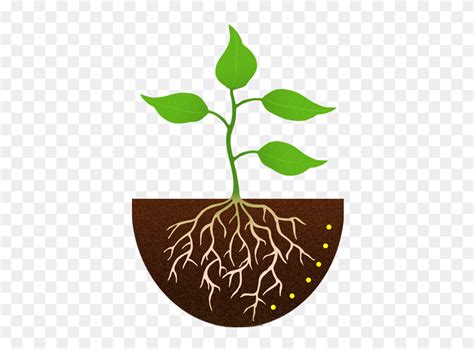 Plant With Roots Clip Art Growing Plant Clipart Flyclipart