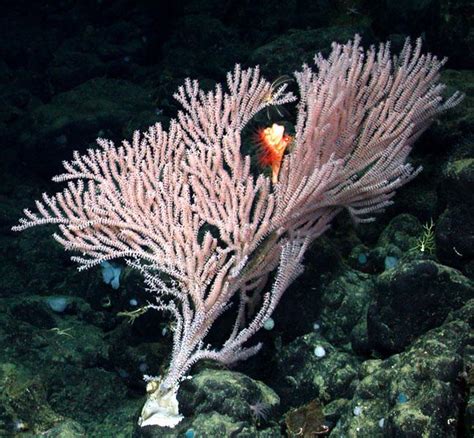 Diversity Of Deep Sea Corals Smithsonian Ocean