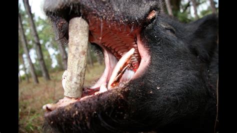 Where to shoot a hog with a 223. Ar-15 223 Boar Buster Hog Hunting Ammo Review by American ...