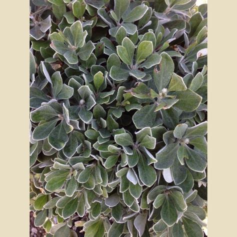 Plant Catalog Pittosporum Crassifolium Nana Shrubs For Landscaping My