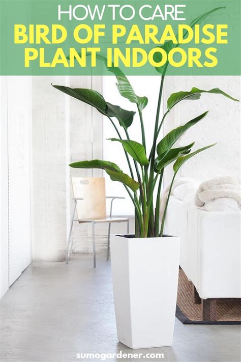 This is a large tree that is quite easy to grow and take care of. How to Take Care Of a Bird Of Paradise Plant Indoors