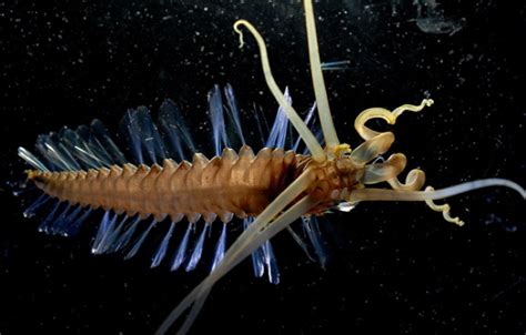 Check Out These 14 Weird And Scary Sea Creatures Youve Never Seen