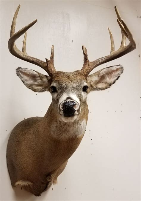 Whitetail Deer Mount Taxidermy Done By The Mad Taxidermist Rob