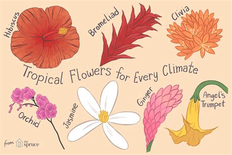 Different Types Of Flowers Drawing With Names Img I