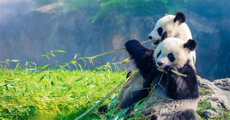 Panda Predators These 6 Animals Kill And Eat Pandas A Z Animals