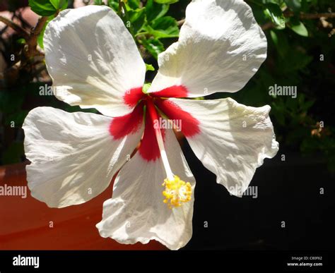 Large White And Red Flower With Long Stamen Stock Photo Alamy