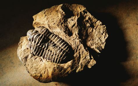 Fossils Fossils Wallpaper 22216849 Fanpop