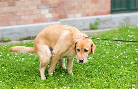 Dog Hemorrhoids Symptoms Causes And Treatment
