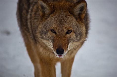 Coyote Wikimedia Commons Celdf