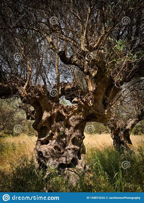 Old Olive Tree Stock Photo Image Of Natural Plantation 149874232