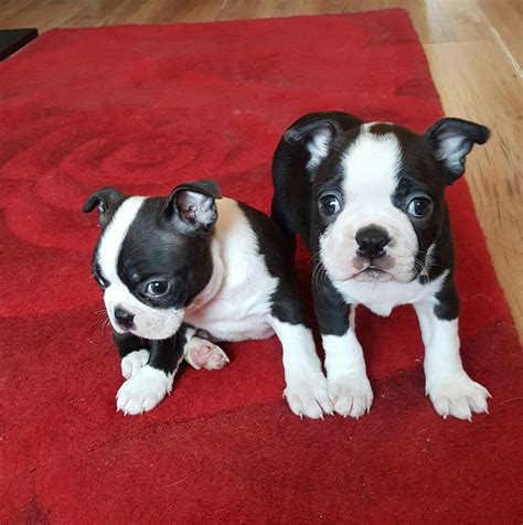 Eve is the sweetest boston terrier puppy. Boston Terrier Puppies For Sale | Troy, MI #191334