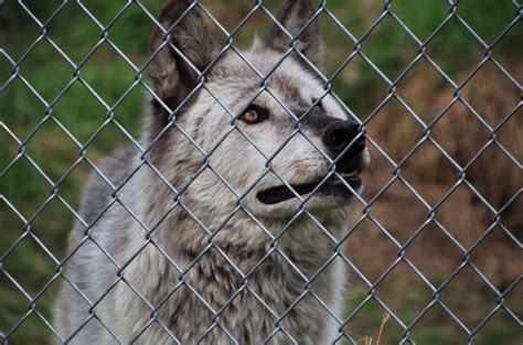 Gray Wolf Alpha Female Alaska Zoo Anchorage Ak May 2016 Pentax