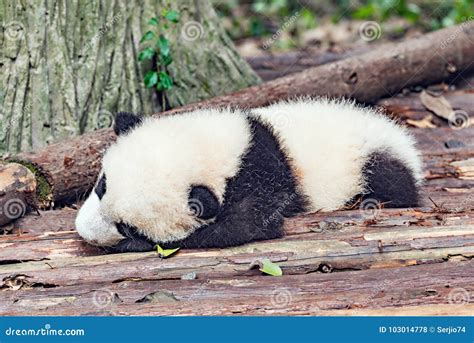 Baby Of Giant Panda Stock Photo Image Of Tree Wild 103014778