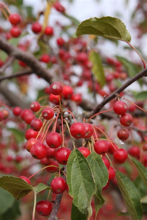 Malus Jewelcole Red Jewel Blue Heron Nursery