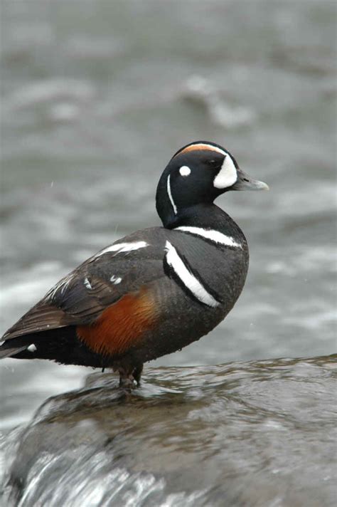 Harlequin Duck Photos Animals In The Wild Wildlife Photography By