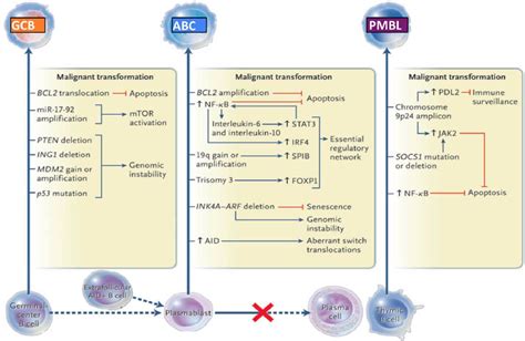 Oncogenic Pathways For Three Subtypes Of Diffuse Large B Cell Lymphoma