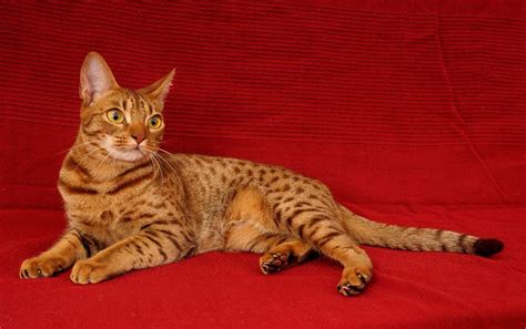 Ocicat The Ultimate Guide To Their History Types Characteristics