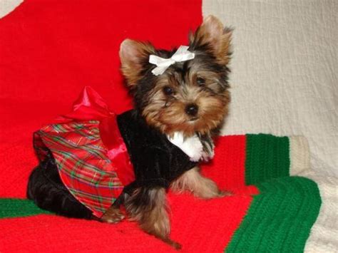 They receive high quality nutrition, great care, lots of love, affection as well as training and stimulation. Beautiful Yorkie Puppiesfor free adoption