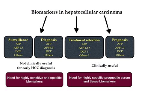 Cells Free Full Text Biomarkers In Hepatocellular Carcinoma