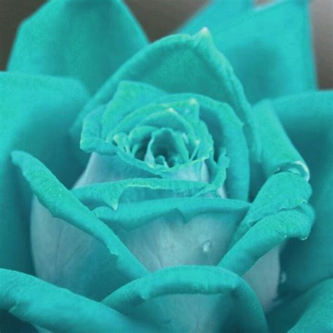 Pin by vanessa young on Wallpapers | Rose color meanings, Rose