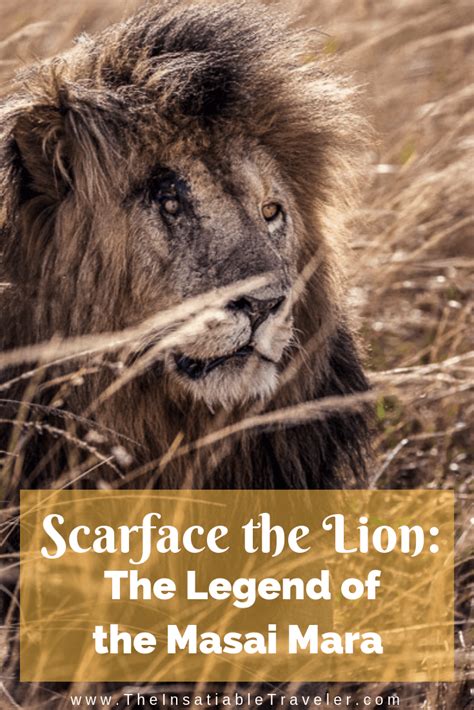 From the siria escarpment to the ngama. Scarface the Lion. The Legend of the Masai Mara | Masai ...