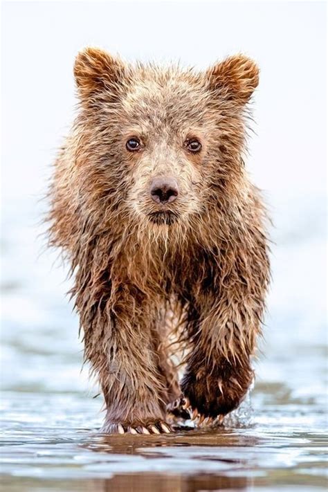 805 Best Grizzly Bears Images On Pinterest Wild Animals Grizzly