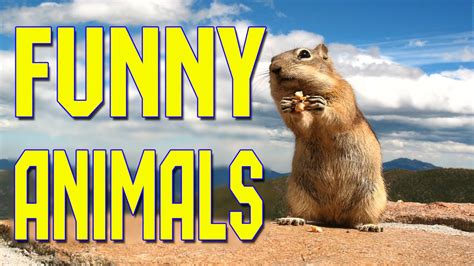 Funny Animals Compilation May 2016 Funny Animal Videos 2016 Funny