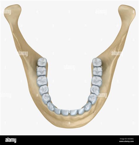 Lower Jaw Skeleton And Teeth Anatomy Medical Accurate 3d Illustration