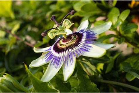Passion Flower Vines How To Grow And Care Types With Pictures