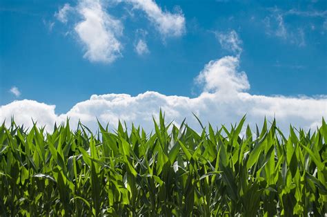 2000 Free Corn Field And Corn Images Pixabay