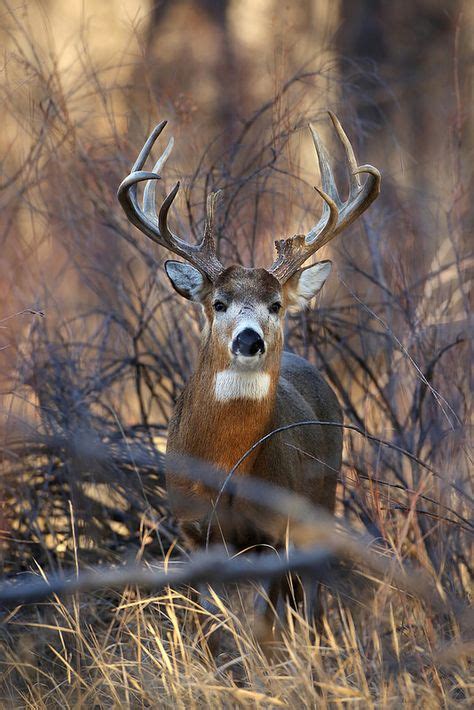 150 Hunting Ideas Hunting Deer Hunting Hunting Fishing